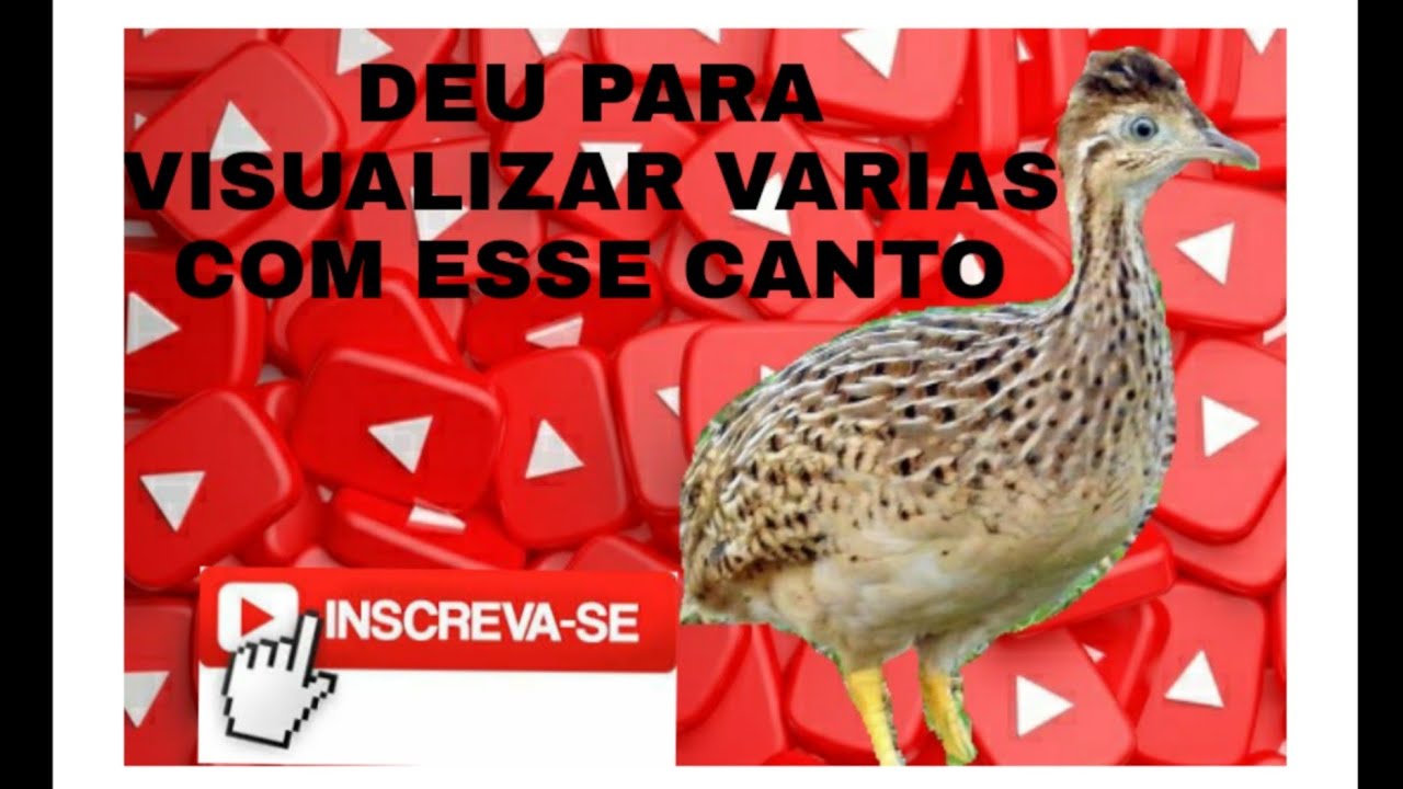 MELHOR CANTO PARA ATRAIR CODORNIZ  CODORNA DO NORDESTE CANTO SEM RUÍDOS
