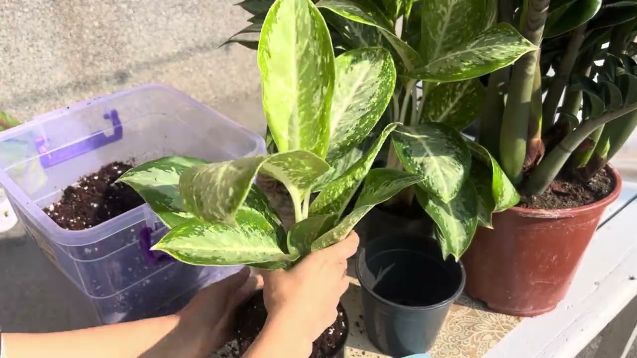 Aglaonema gulini ajratamiz🪴
