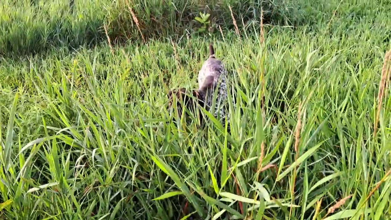 make a pointer cautious. German shorthair training. pigeons. launcher