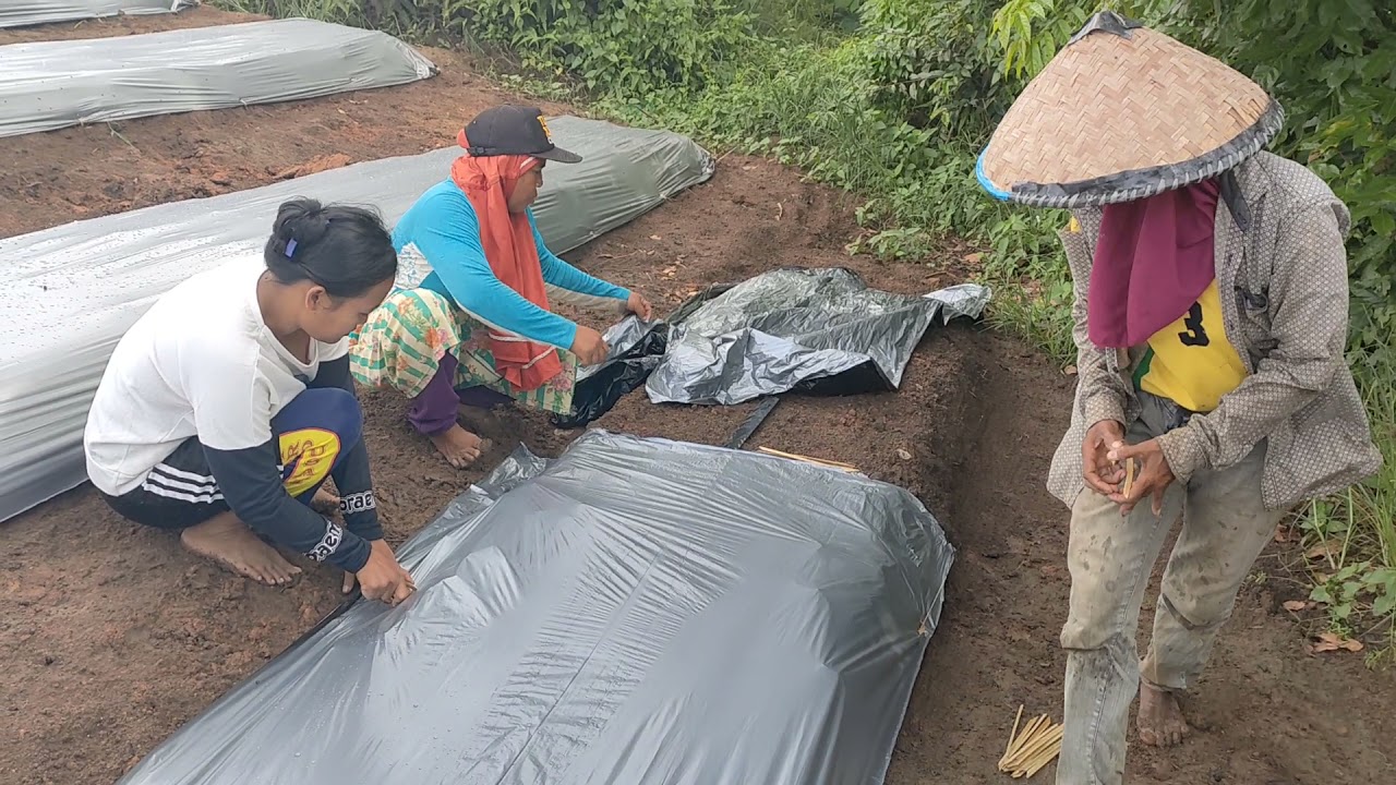 6) CMK LOLAY proses pemasangan plastik mulsa untuk cabai