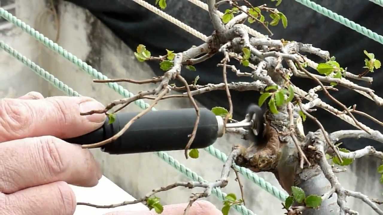 BONSAI DIVERSOS TRABAJOS ULMUS PARVIFOLIA.mp4