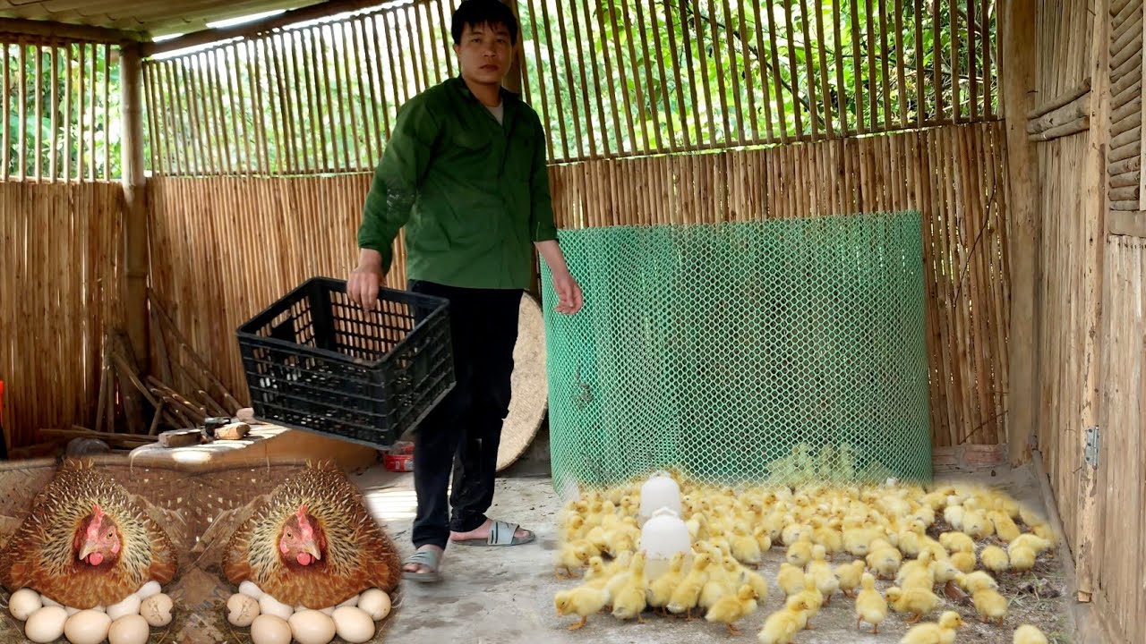 Выращиваем гусей, греем яйца для кур, расширяем площади земли для выращивания, строим ферму.