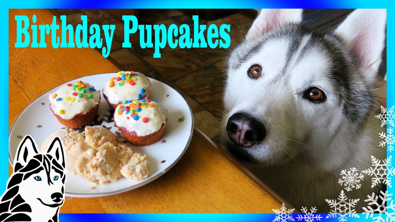 EASY BIRTHDAY CUPCAKES for Dogs & ICE CREAM FOR DOGS | Snow Dogs Snacks 69 | DIY Dog Treats