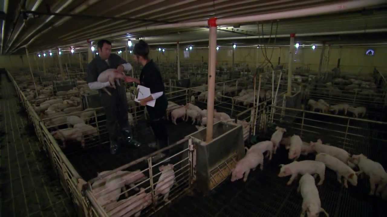 VetsOnCall – Dr. Supple checks a nursery of young pigs