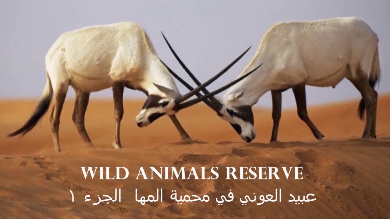 عبيد العوني في محمية المها  للحيوانات البرية  الجزء 1 world Wildlife