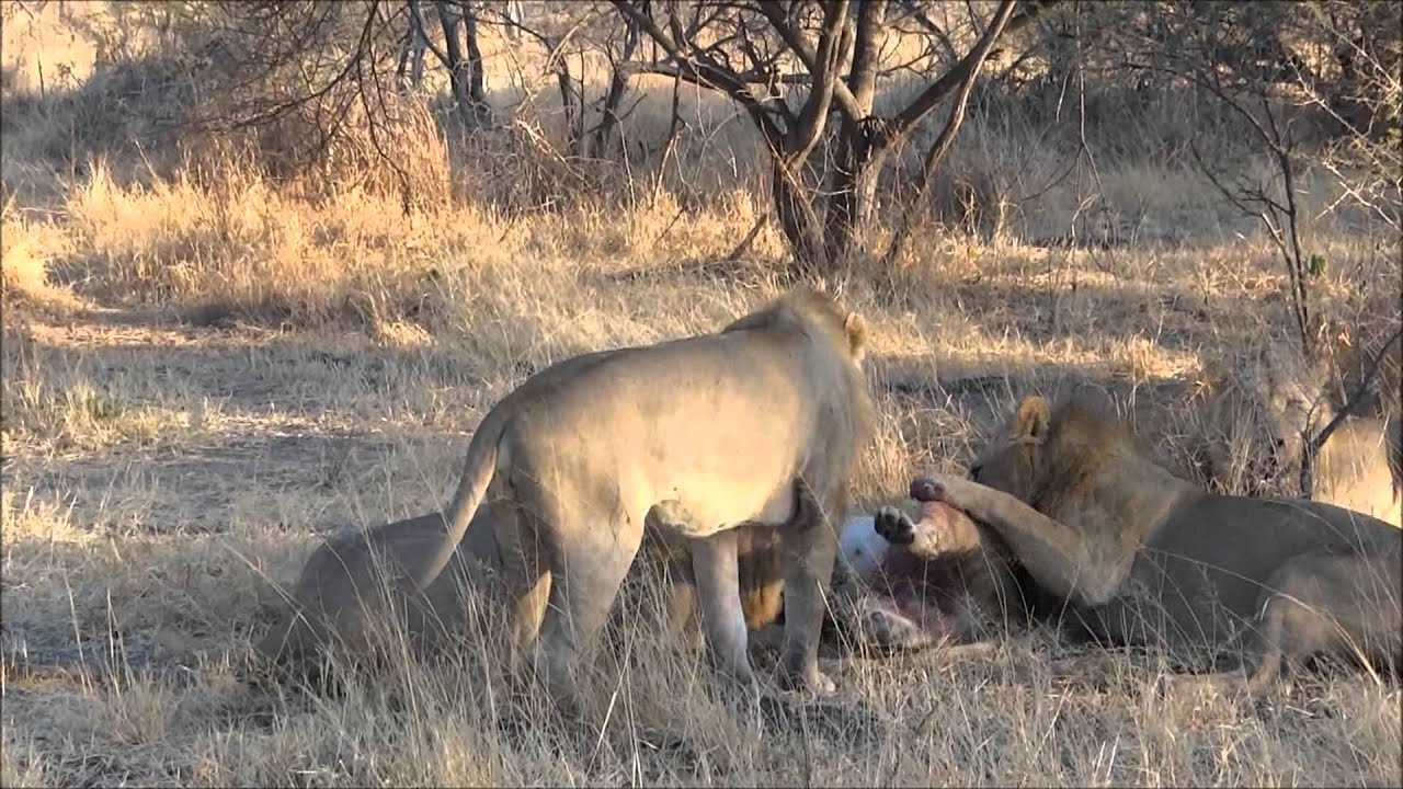 Lion eat Lion