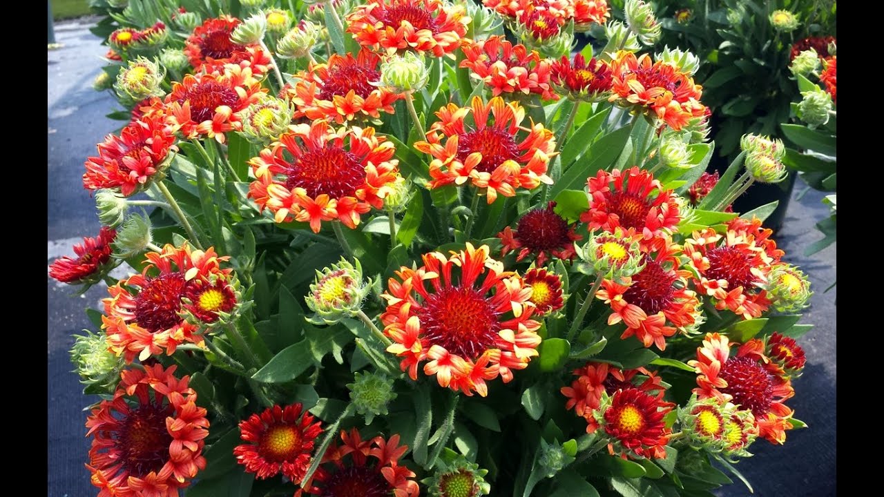Best Perennials - Gaillardia 'Fanfare Blaze' (Blanket Flower)