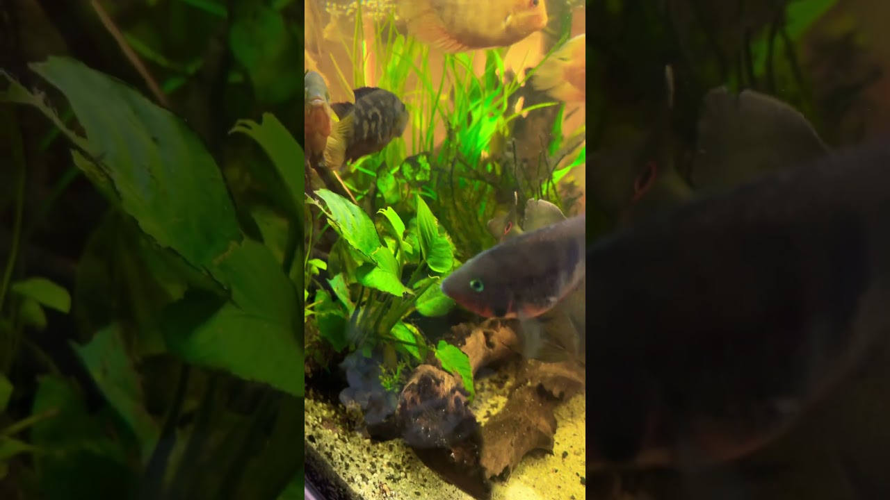 Firemouth cichlid Thorichthys meeki) is a species of cichlid fish native to Central America.