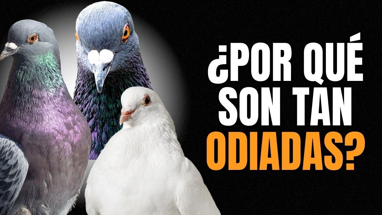 9 CURIOSIDADES SOBRE LAS PALOMAS 🕊️