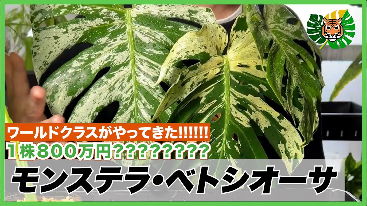 【モンステラ】1株800万円???世界で大注目、超絶希少な'ベトシオーサ(Monstera vietciosa)'が我が家にやってきて眠れなくなりました