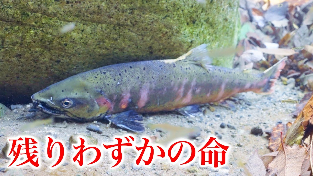 命を燃やせ！壮絶すぎる水中ドラマに迫る！【ビワマスドキュメンタリー】