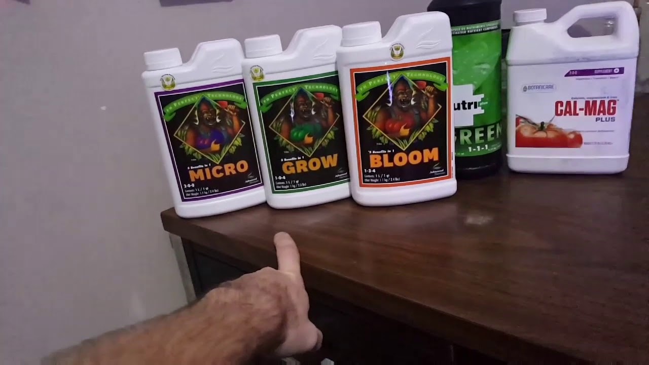 Indoor Grow Update Day 11 Blue Cookies & White Banner - FREE 1G JOINT GIVE AWAY COMING SOON!