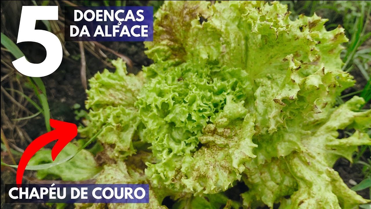 5 DOENÇAS DO ALFACE NO VERÃO E COMO TRATAR