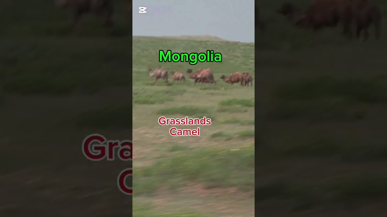 Camels crossing the Mongolian  grasslands. 몽골 초원을 지나가는 낙타 무리.