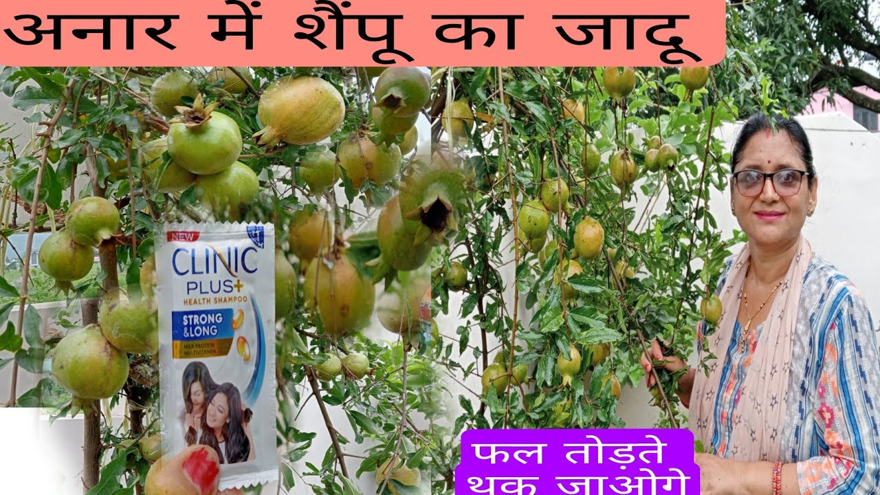 फल, सब्जी, फूलों में शैंपू के फायदे देख हैरान रह जाओगे ,#organicfertilizer  #gardening