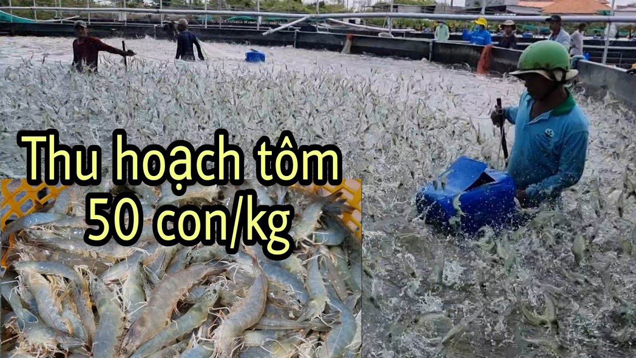 Thu hoạch tôm nuôi công nghệ cao