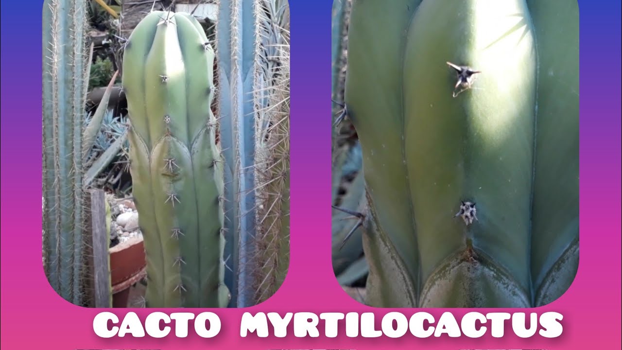 CACTO Myrtilocactus