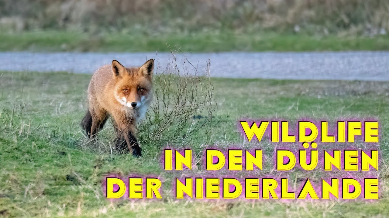 Wildlife in den Dünen der Niederlande