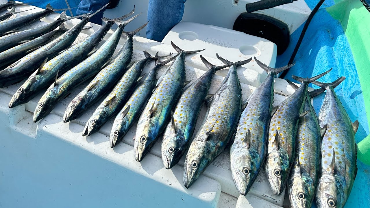 ENCONTRAMOS la MANCHA de SIERRAS en ALTAMAR || pesca en MAZATLÁN SIN.