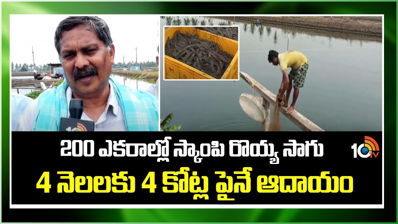 Prawn Farming | 200 ఎకరాల్లో స్కాంపి రొయ్య సాగు 4 నెలలకు 4 కోట్ల పైనే ఆదాయం | Matti Manishi | 10TV