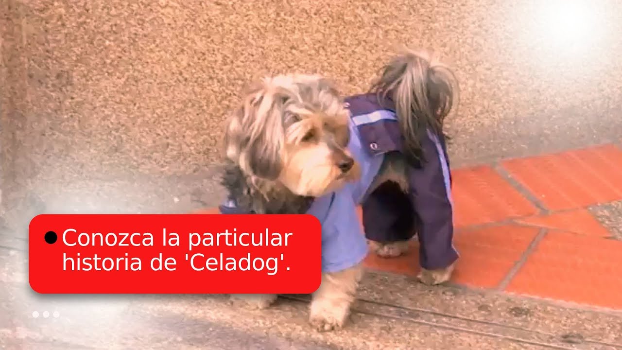 Celadog: Conozca la historia del mejor guardián