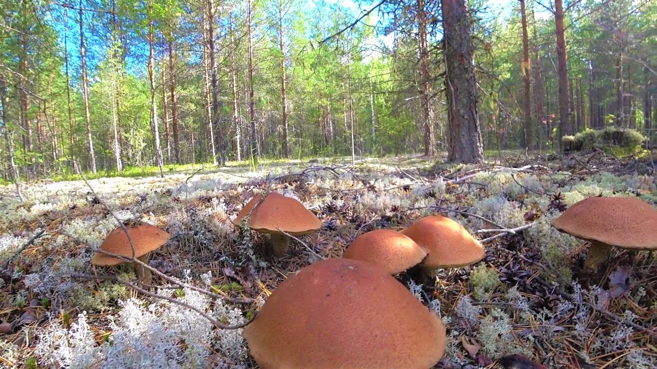 Сбор грибов в Архангельской области. Дары Поморья. Ленский район.