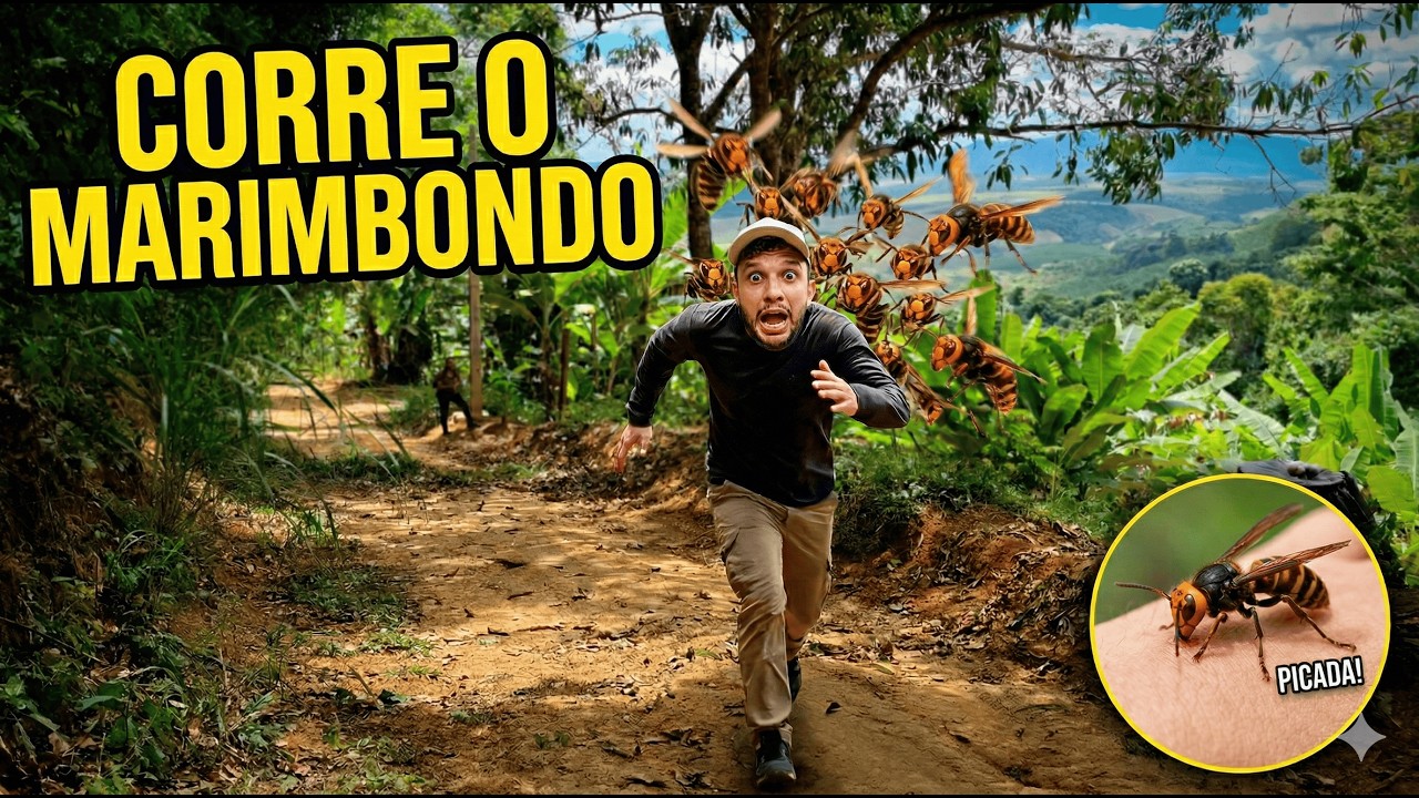 Preparando o Terreno: Limpeza da Rua de Acesso e Local das Frutíferas