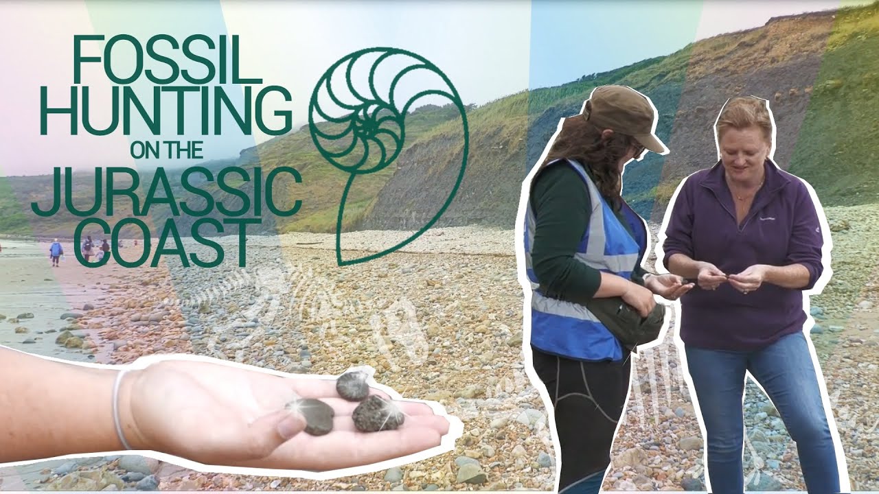 Fossil hunting on the Jurassic Coast