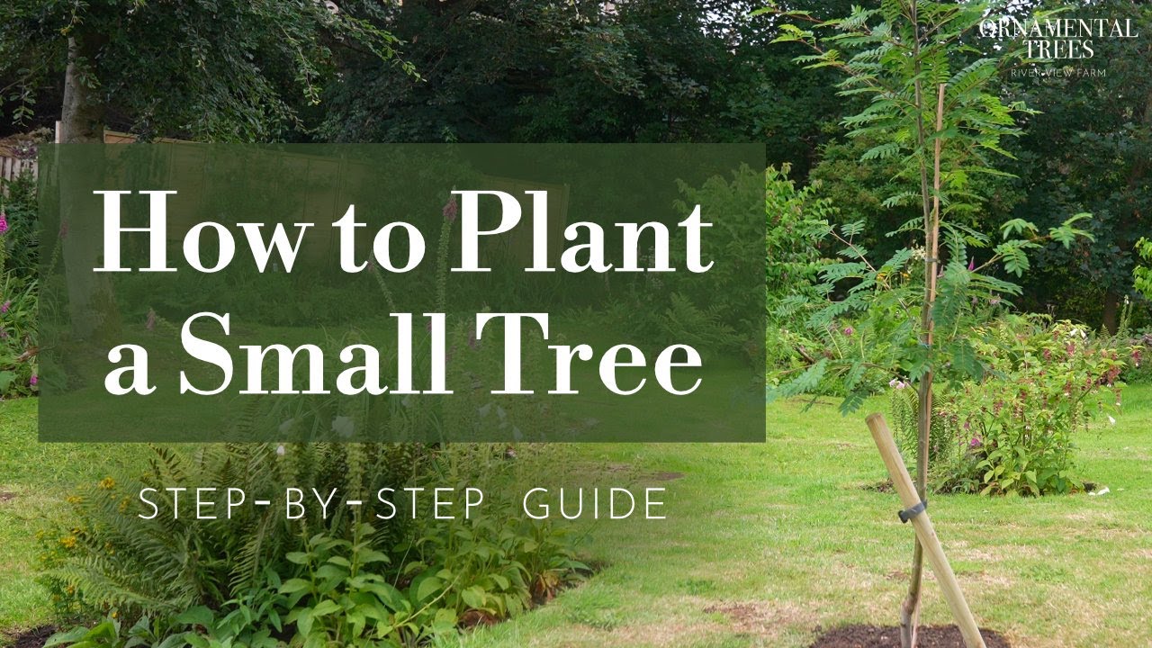 How to Plant a Small Tree (Step-by-Step Guide for Pot-Grown Trees under 2.5m) | Tree 101