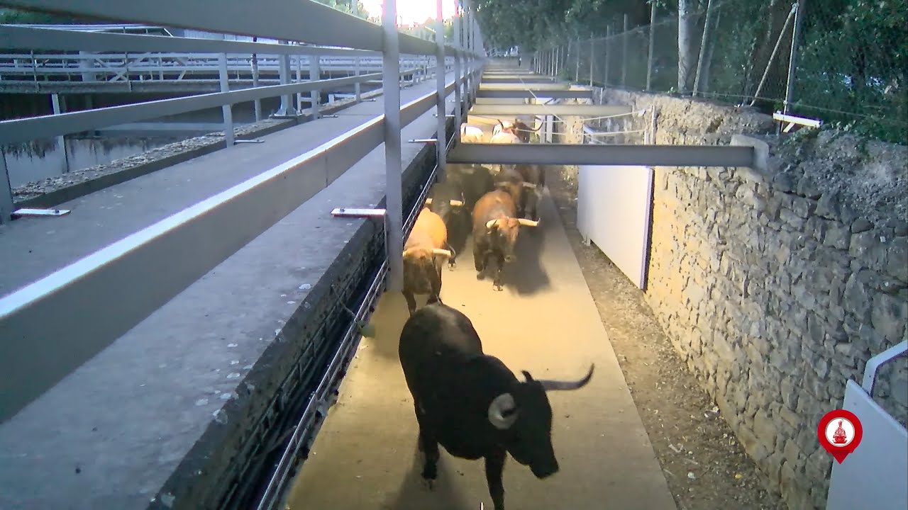 Salida del encierrillo de Cebada Gago desde los Corralillos el Gas San Fermín 2022