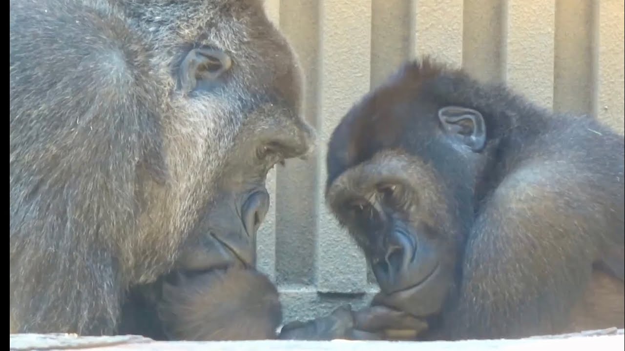 Горилла⭐️Генки показала своего любимого малыша смотрителю зоопарка и Гентаро. 【Семья Момотаро】