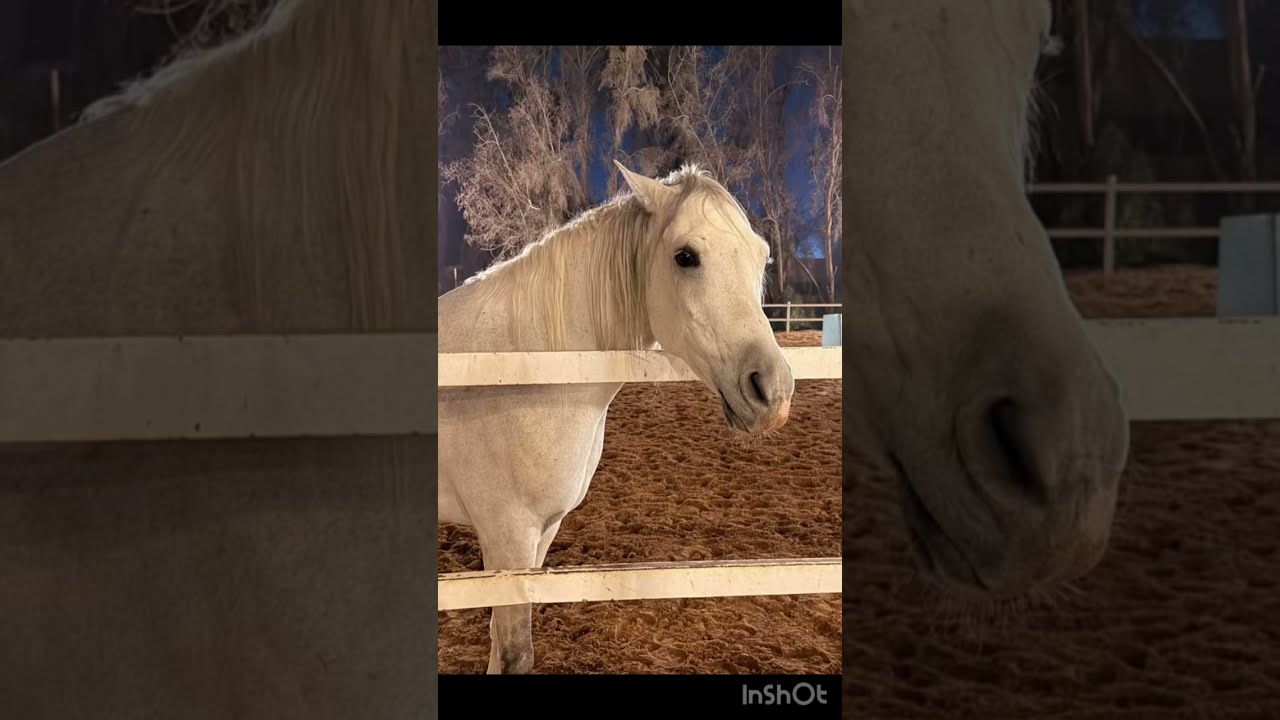 جوري المثنى عزيمة لأهل زوجها على العشاء وين أهل زوجها ماتجيب سيرتهم🥺 تجهيزات للمخيم ⛺️🔥