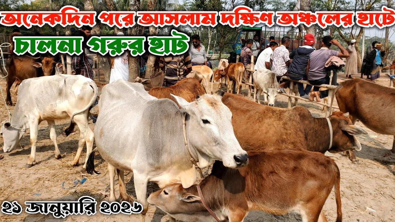 800- অনেক দিন পর আবারও দক্ষিণ অঞ্চলের চালনা গরুর হাটে আসলাম | দাকোপ, খুলনা | নগর বাংলা টিভি 