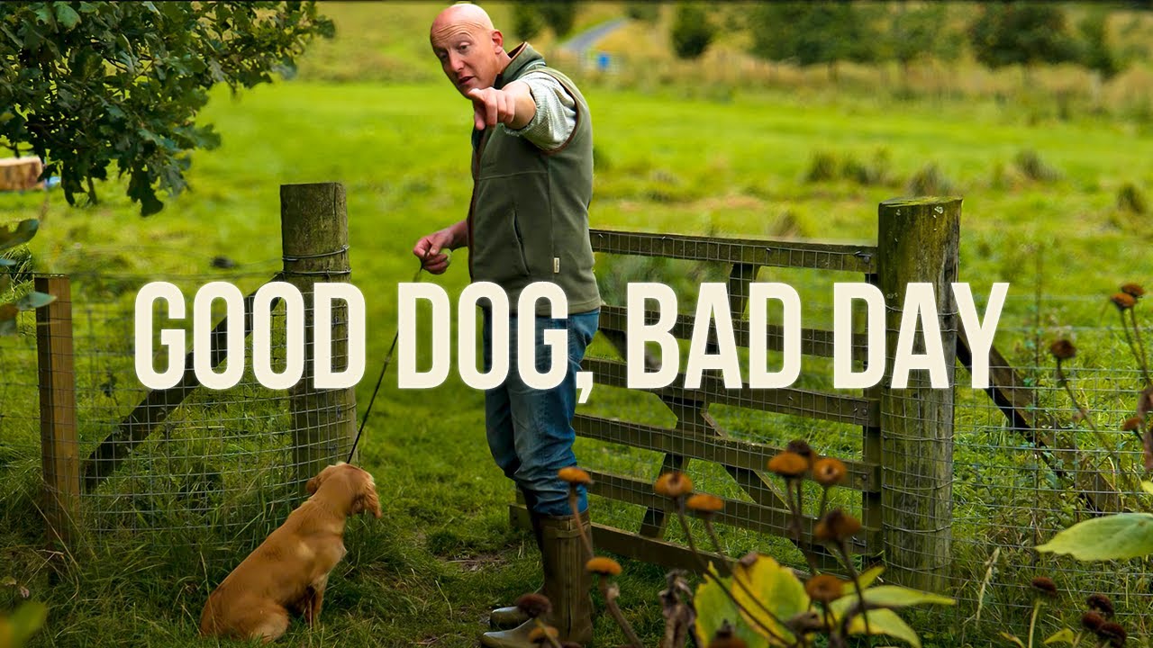 КАК ДРЕССИРОВАТЬ ЩЕНКА КОКЕР-СПАНИЕЛЯ