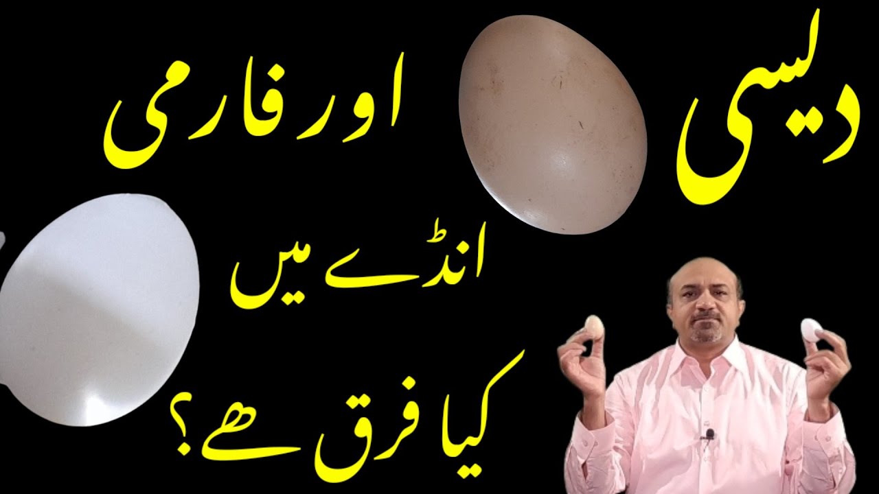 Brown Egg Vs White Egg | Difference Between Brown & White Eggs | دیسی اور فارمی انڈے کا فرق