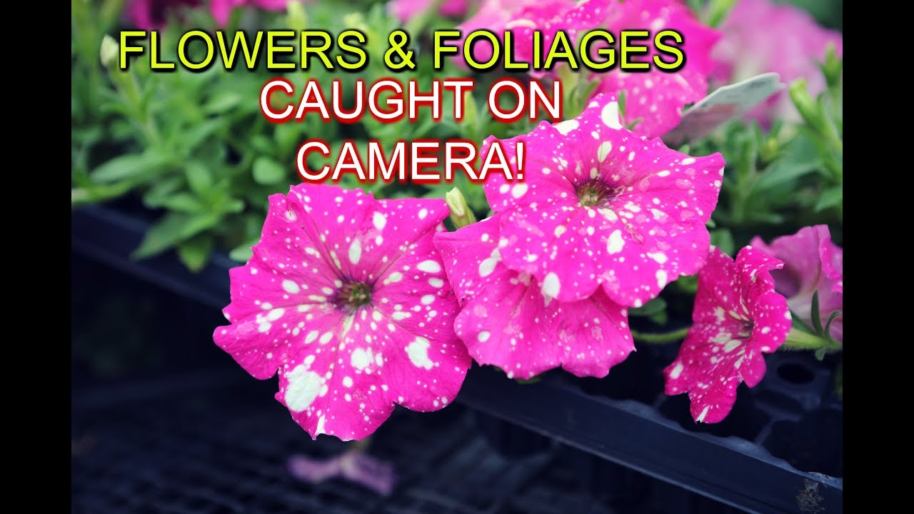 Blooming Flowers | Foliage Plants | Caught On Camera