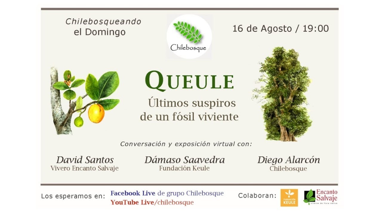 Queule, últimos suspiros de un fósil viviente