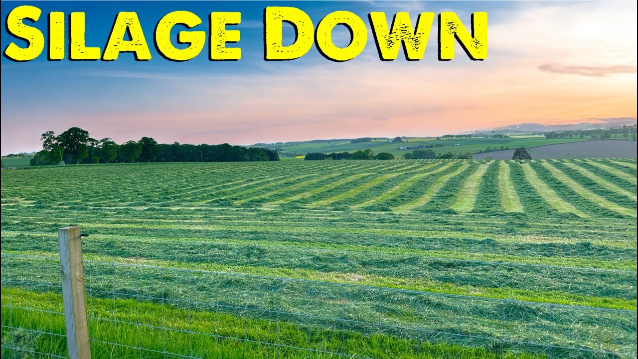 Live Farm Update | Silage Cut | Calf Feeding