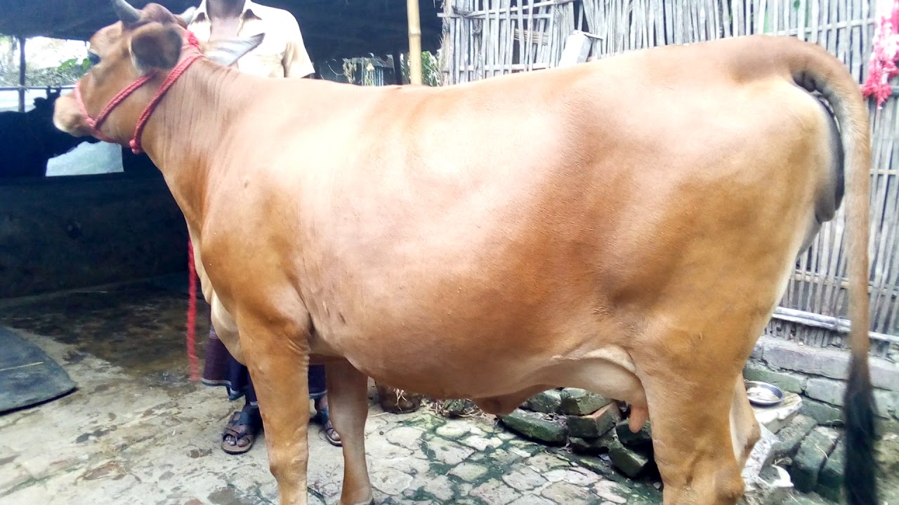 ৬৩৮ নং মিনি জার্সি গাভীনটি বিক্রয় বিজ্ঞপ্তি//01721302544
