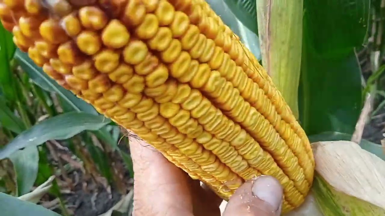 Огляд демо ділянки кукурудзи Syngenta