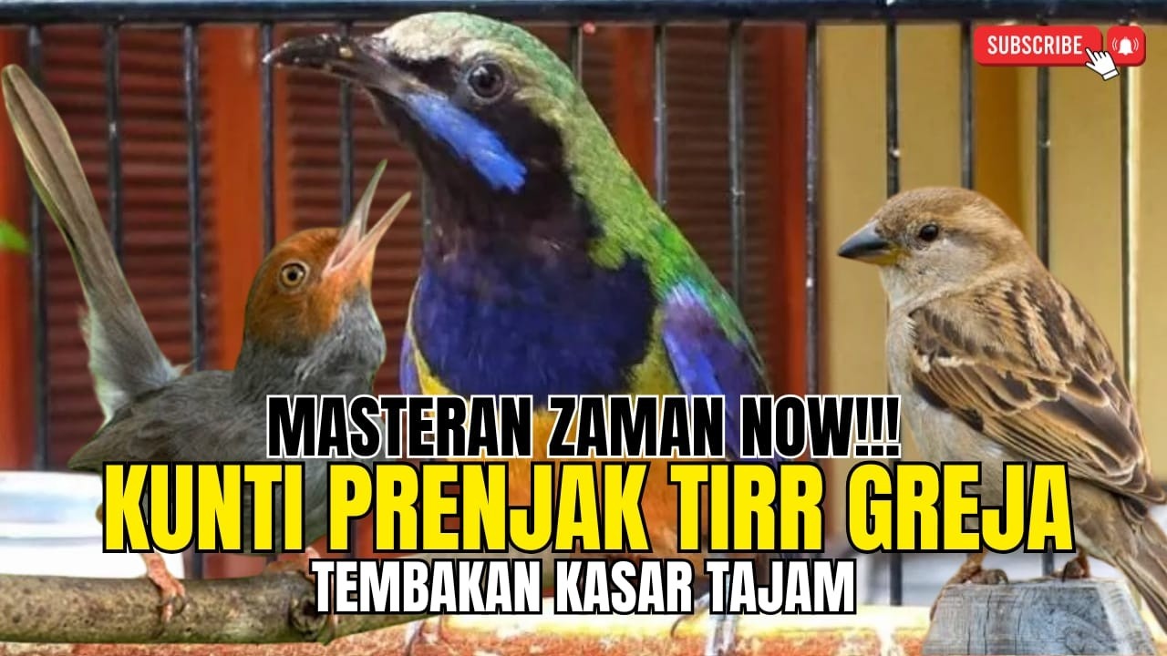 LIVE MASTERAN CUNGKOK!! Jeritan KUNTI - PRENJAK TIRR - GREJA TARUNG - Tembakan KASAR SEJALUR