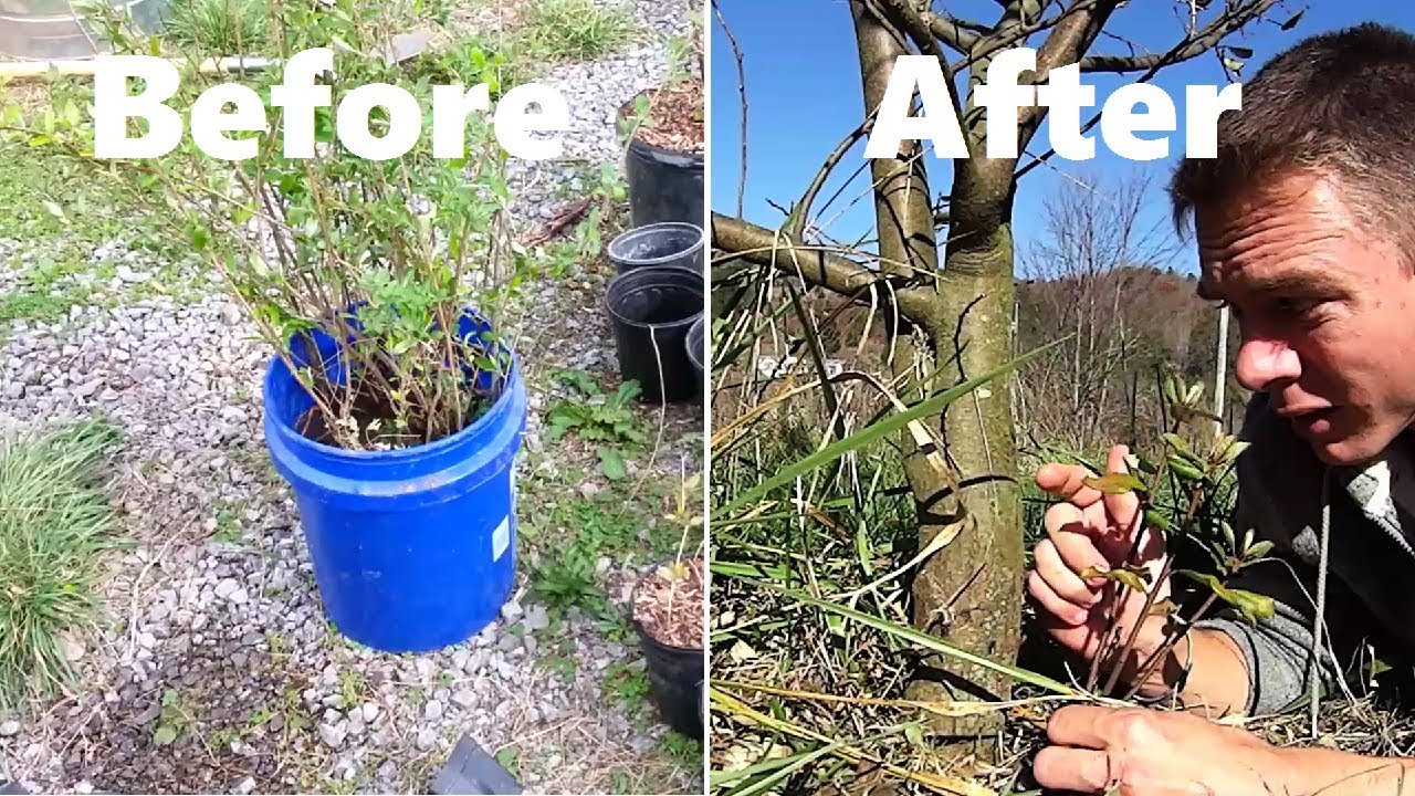 Fastest Growing Berry Bush For your Garden !!!