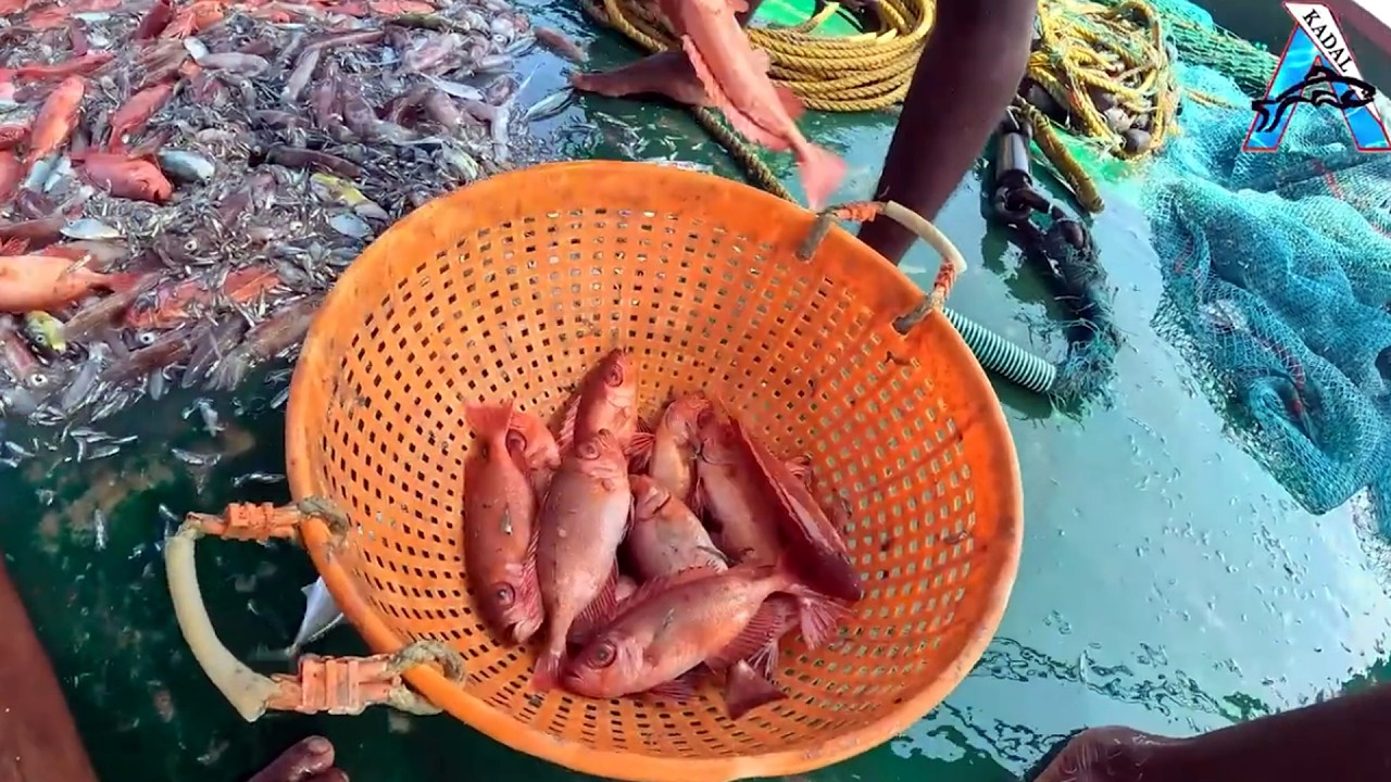 Ocean Harvest: | “Fresh Red Snapper in Basket 🐟 | Lucky Ocean Catch!” | Basket Full of Red Snapper