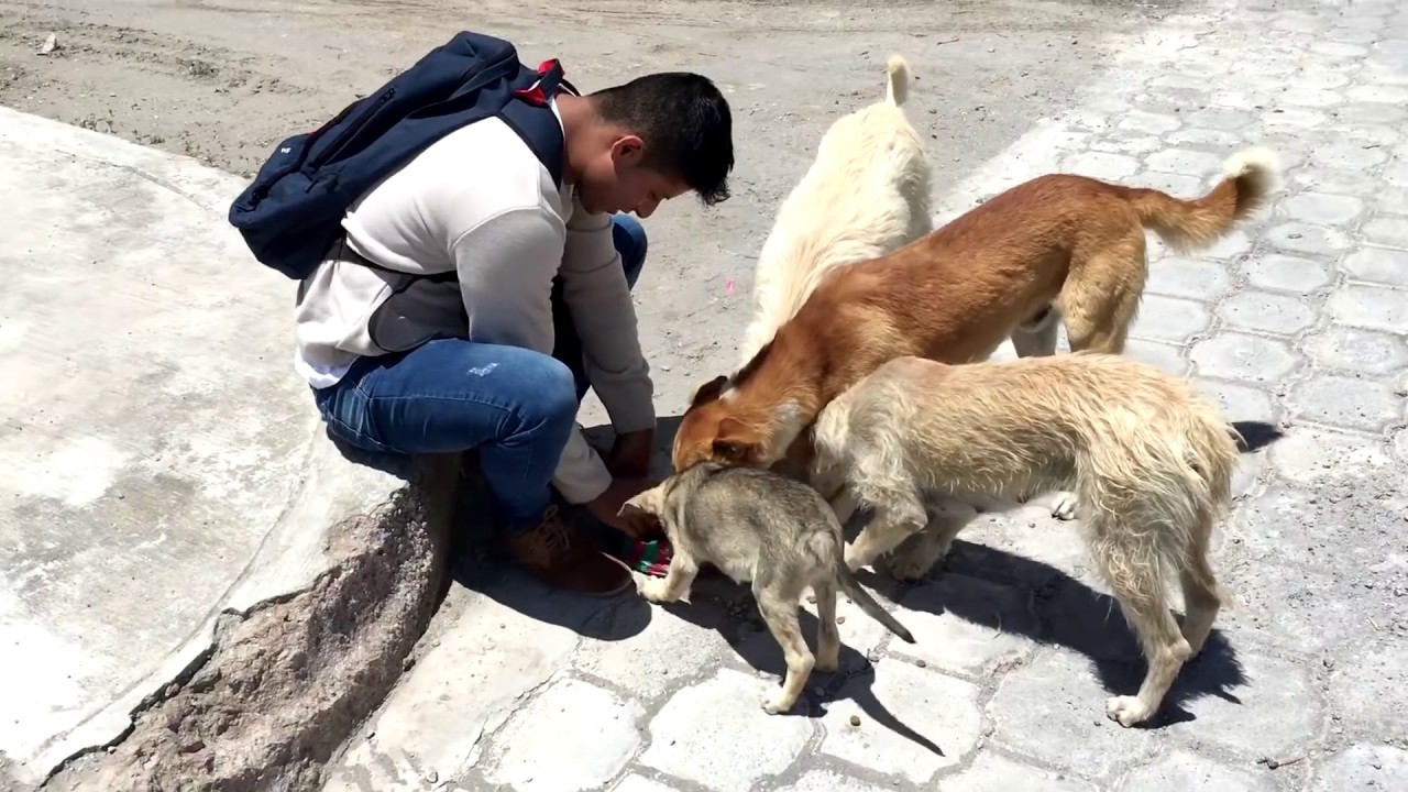 Salí a dar de comer a perritos de la calle y esta fue su reacción