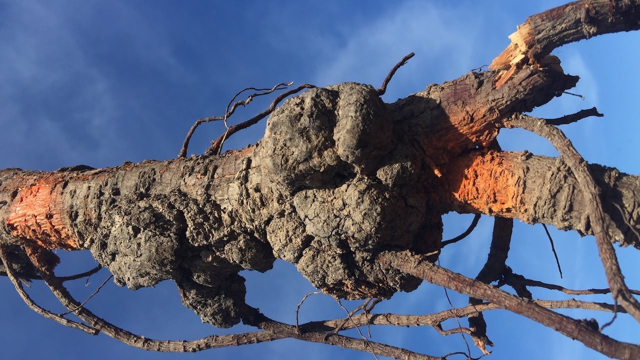 How to Prevent Crown Gall in the Orchard