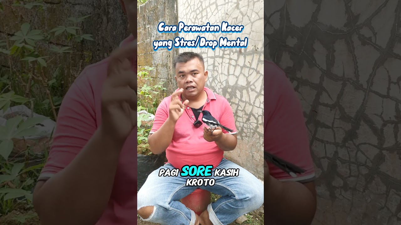 Cara Perawatan Kacer yang Stres / Drop Mental #birds #kacer #burungkicau