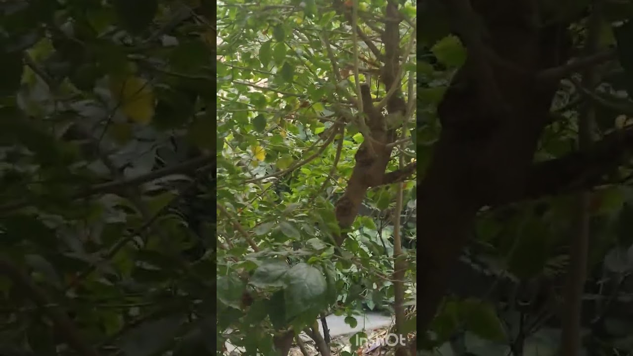 Amar bagan er sodosso ra😘😘♥️♥️♥️♥️