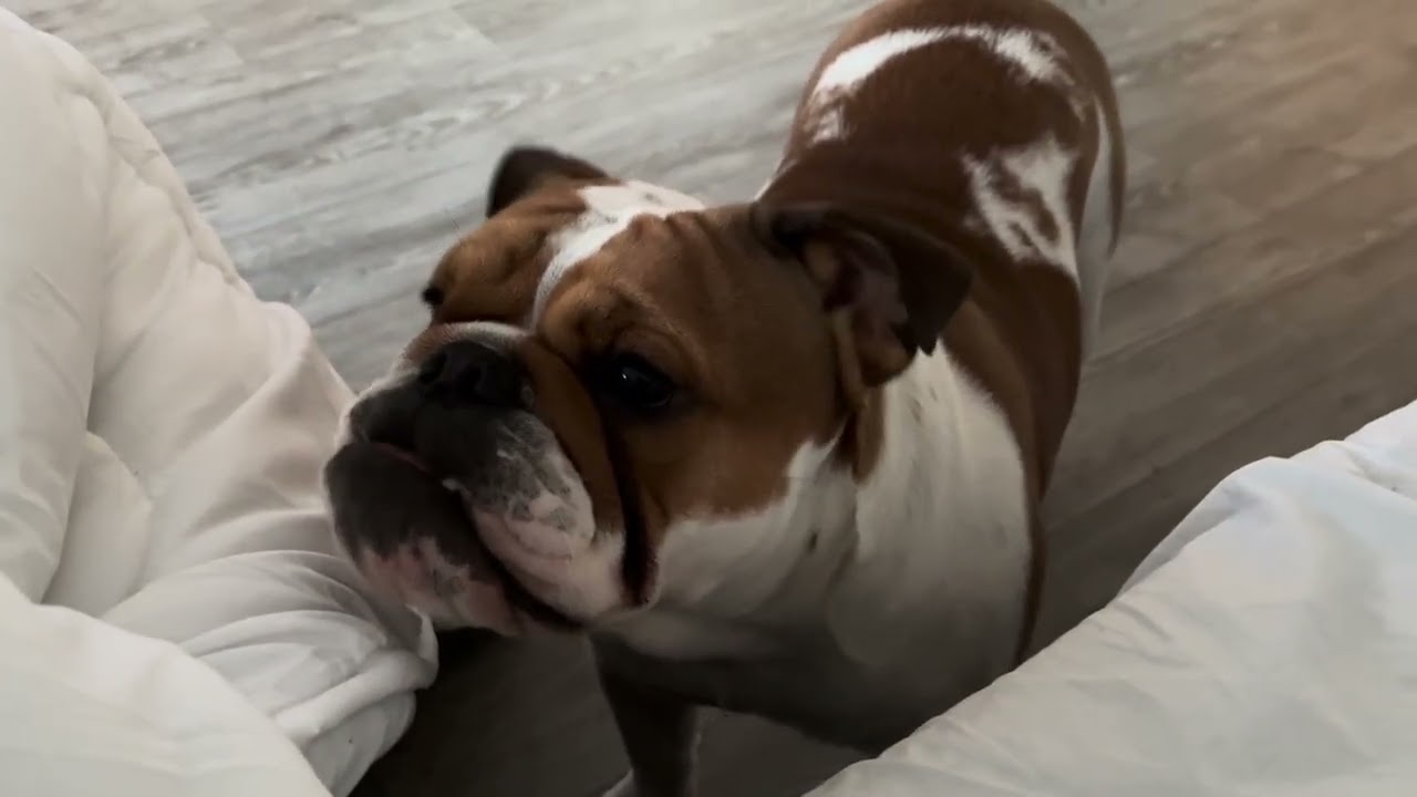 A bulldog Grace quer brincar mas não quer dividir o brinquedo.😂