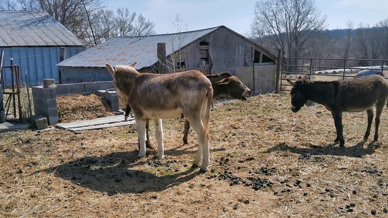 New donkeys 10