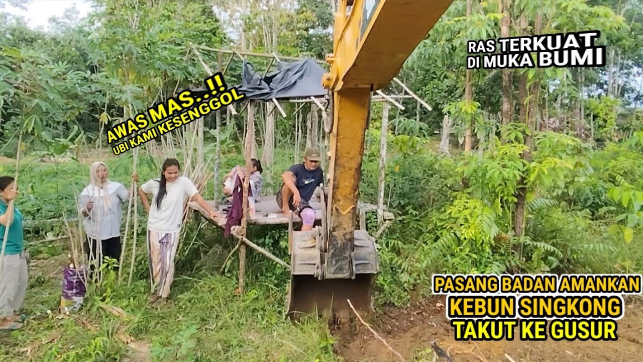 Ini yang paling di takuti ketika bersihkan semak buat tapak rumah di awasi ras terkuat di muka bumi